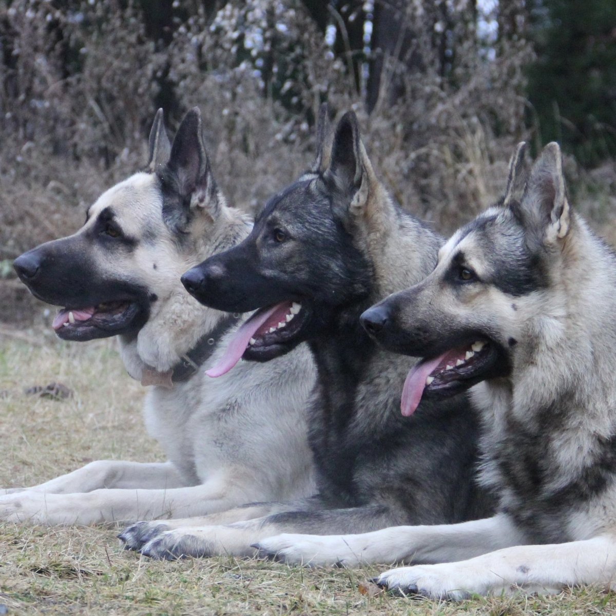 Красноярская Федерация служебно-спортивного собаководства