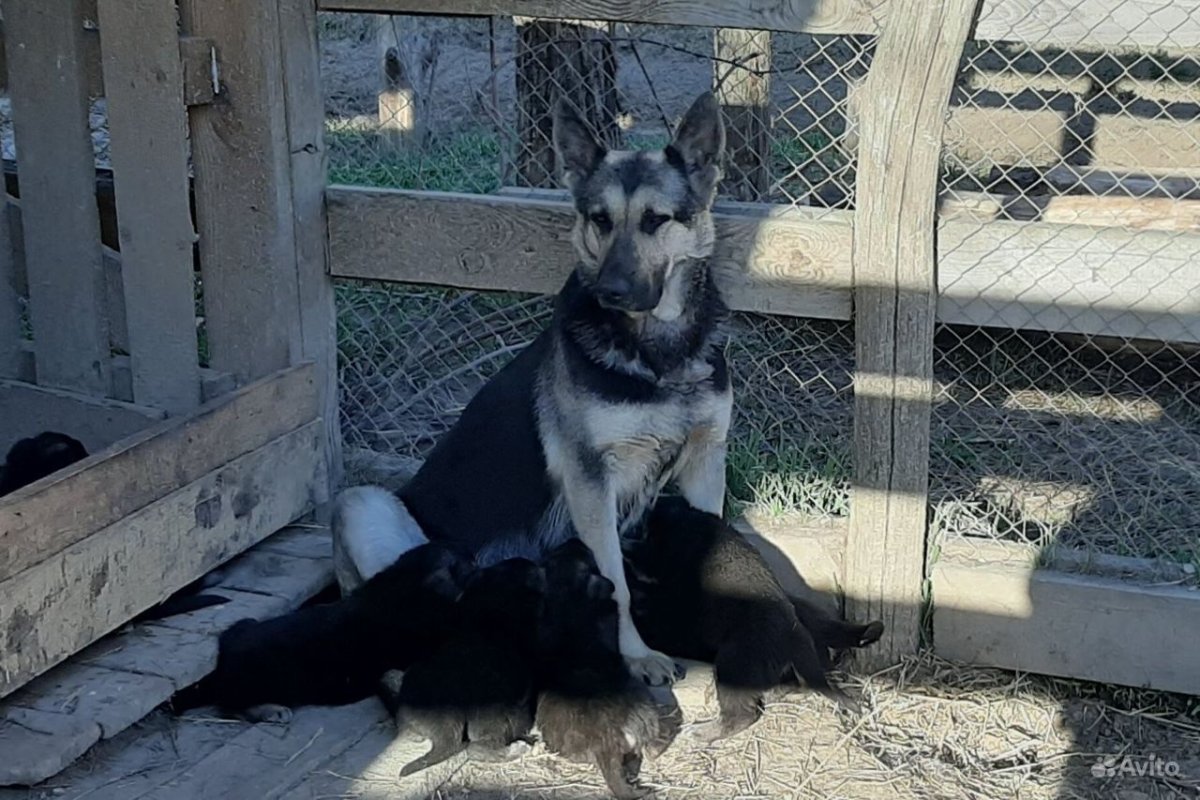 Восточно европейская овчаркащенрк