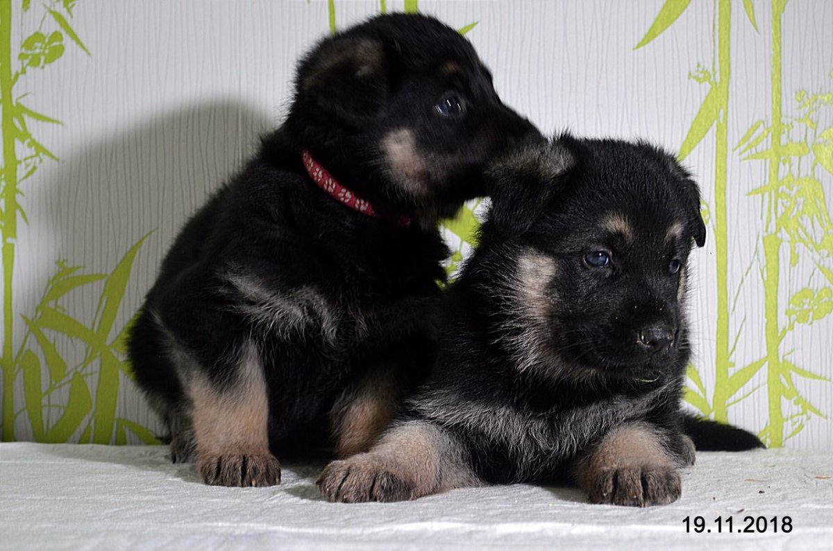 ВЕО овчарка щенки