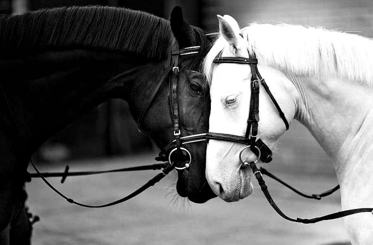 Лошадь черно белая