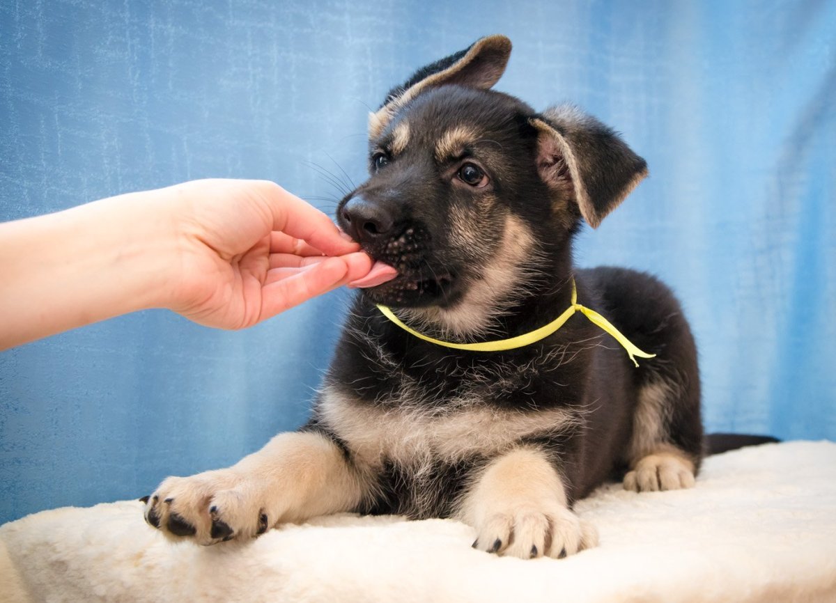 Восточно-европейская овчарка щенки 2