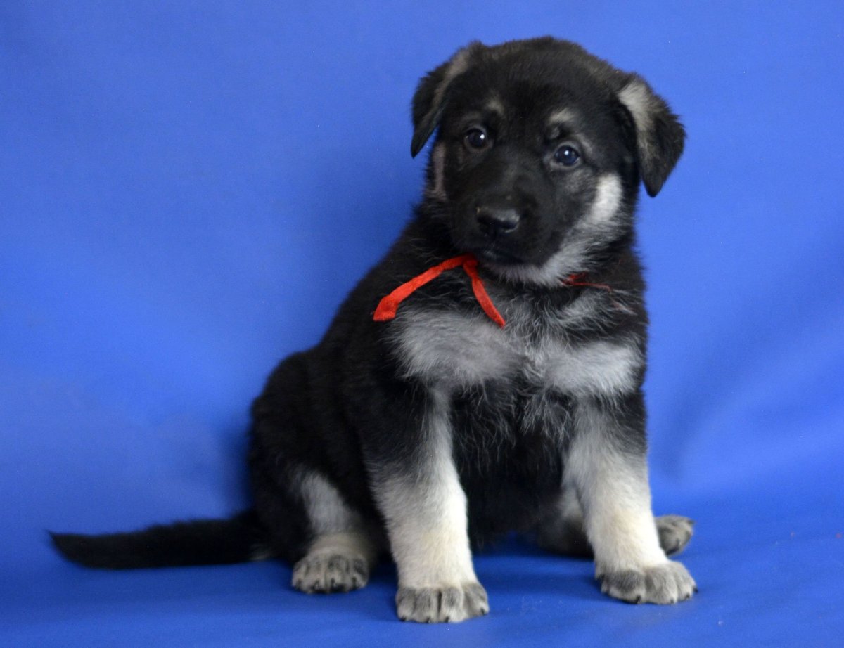 Щенки Восточно европейской овчарки