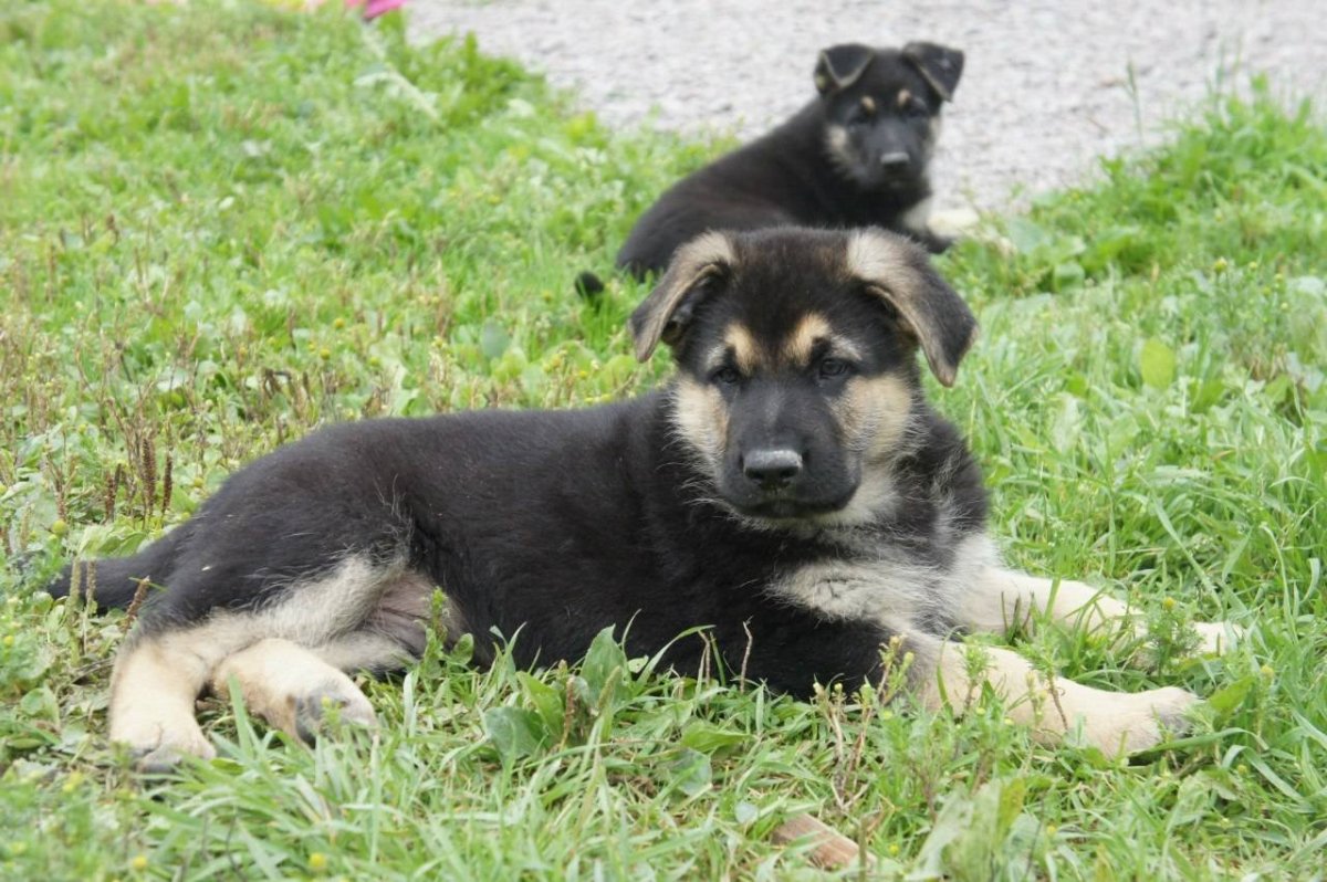 Восточно-европейская овчарка или зенненхунд