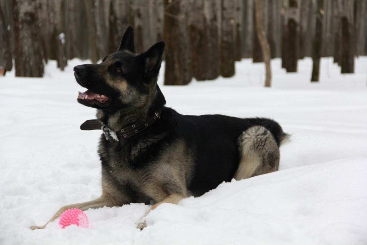 Восточноевропейская овчарка щенки