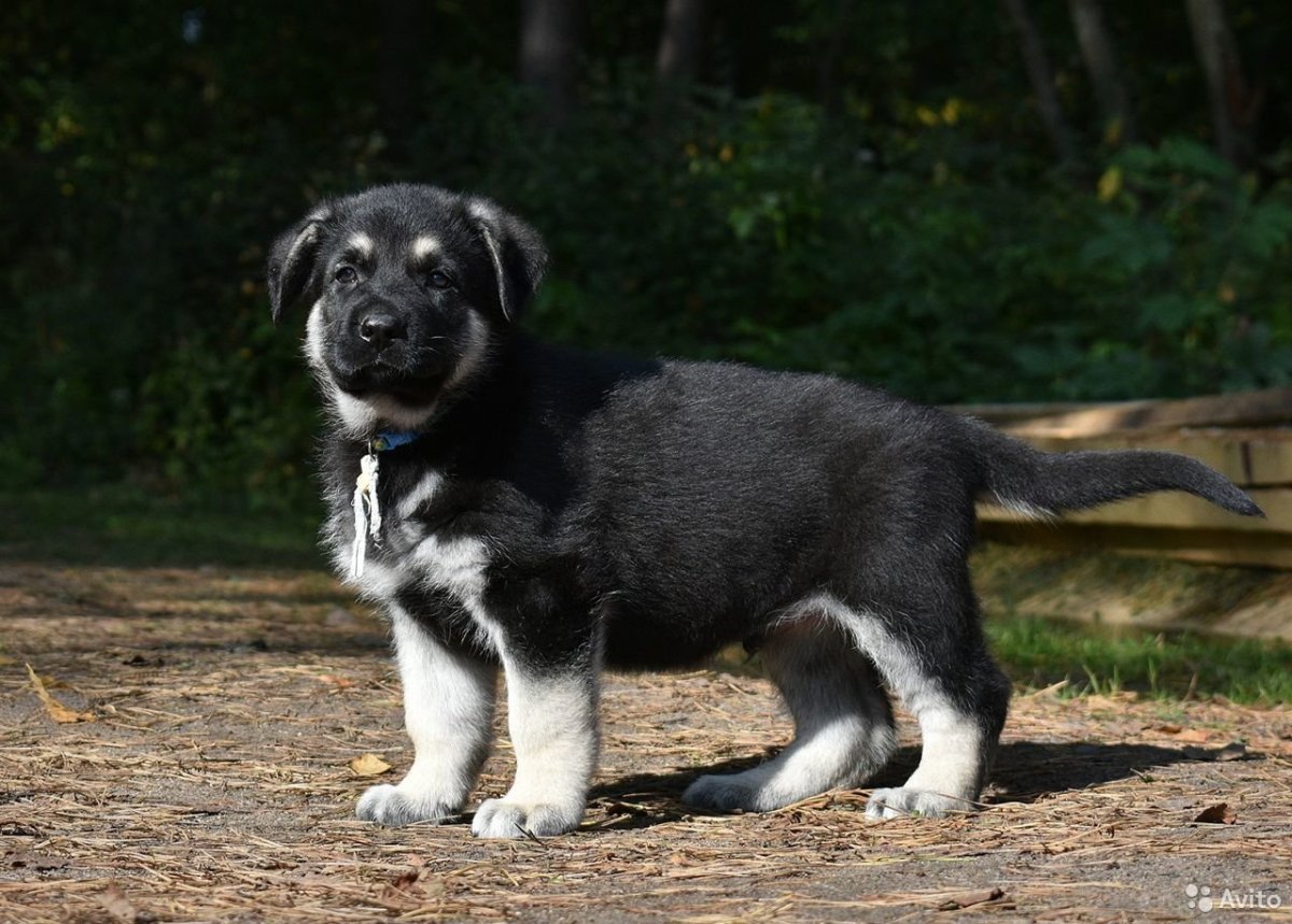 Гордость Питера Везувий ВЕО