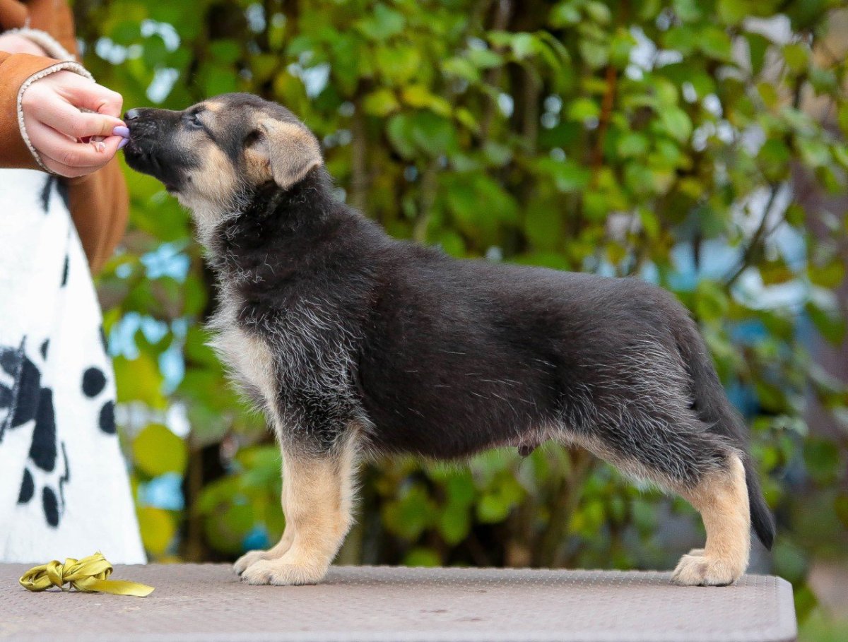 Восточноевропейская овчарка щенки