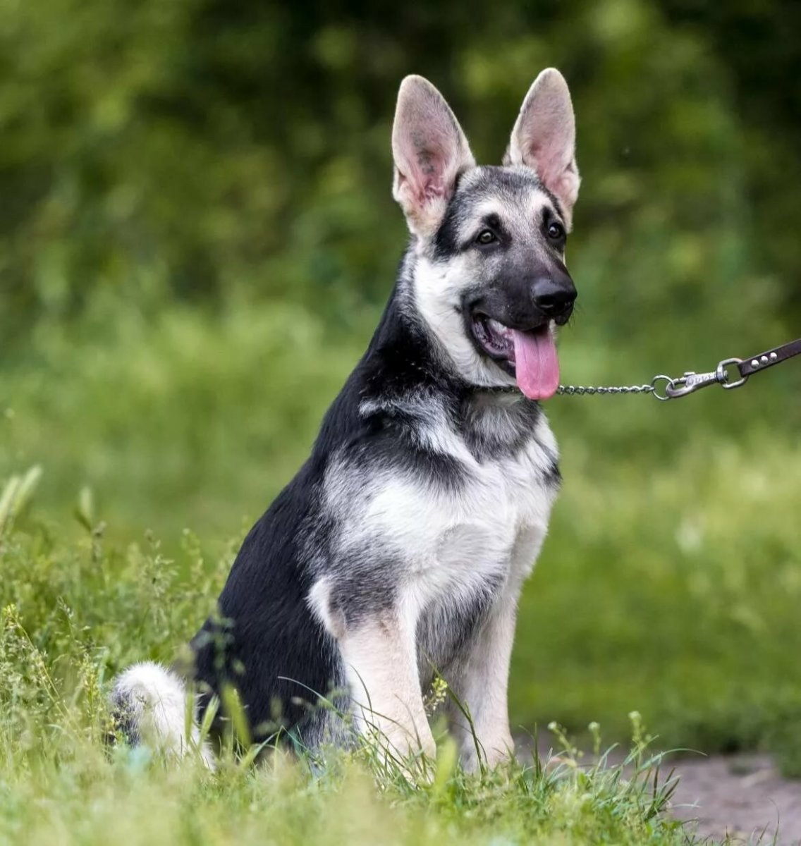 Щенок Восточно европейской овчарки 4 месяца