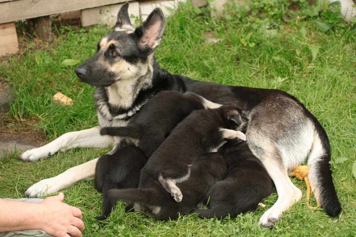 Седой Урал питомник ВЕО
