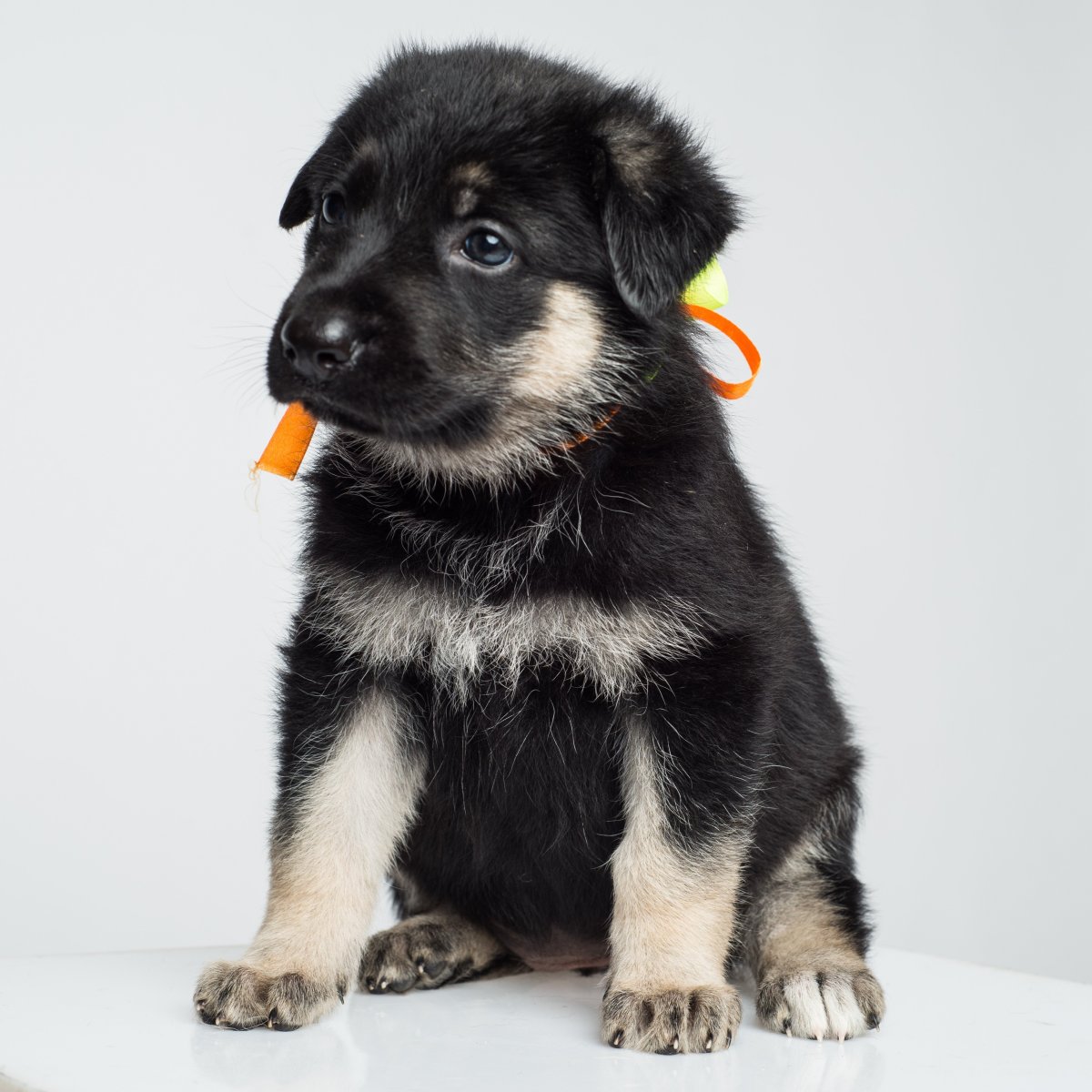 Щенок Восточно-европейской роки