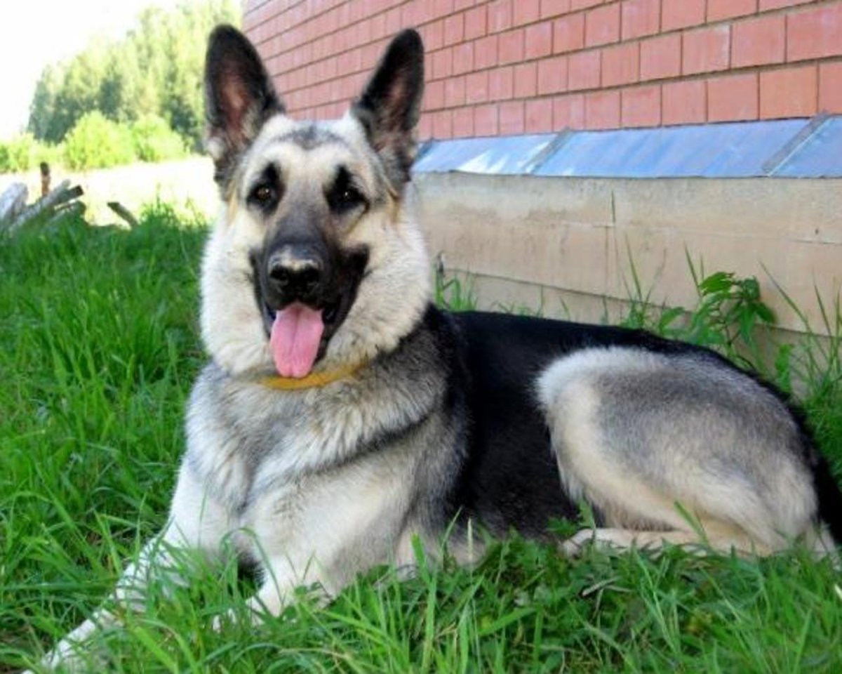 Восточноевропейская овчарка агути