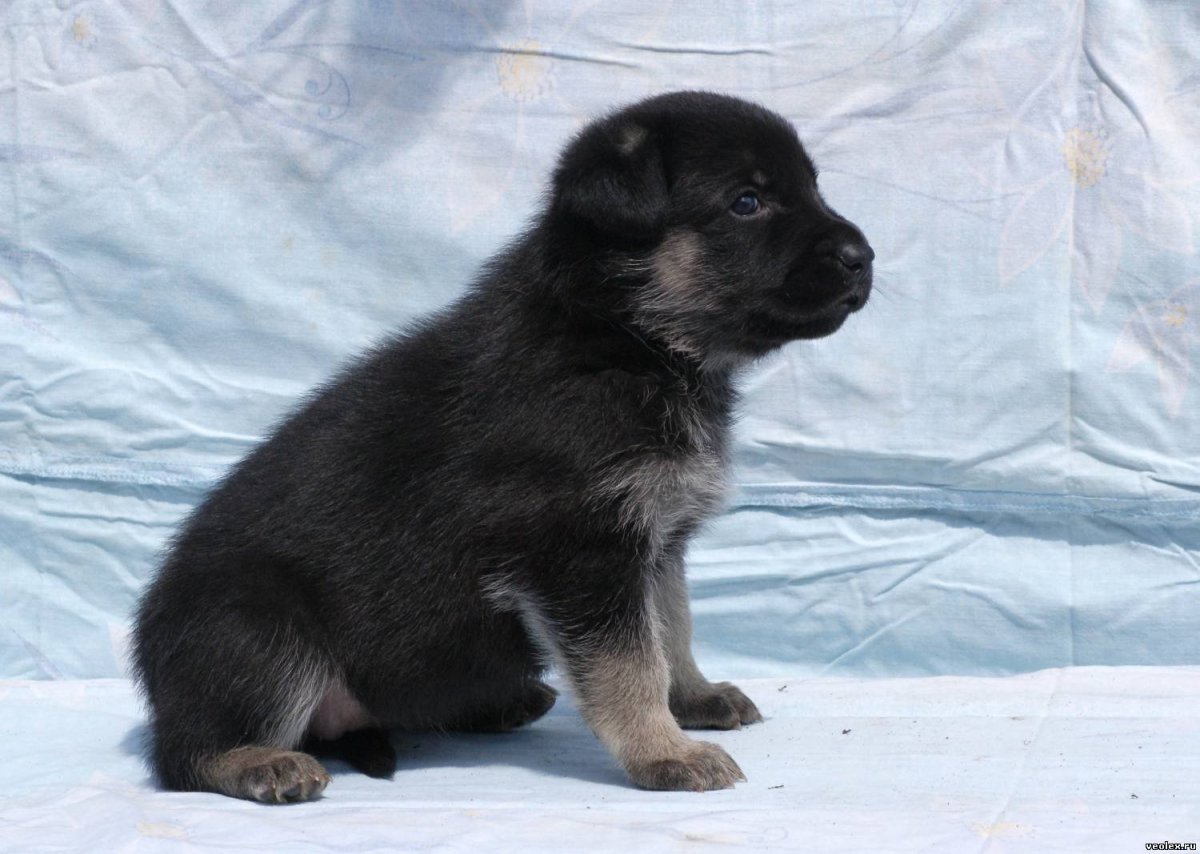 Восточно-европейская овчарка серая