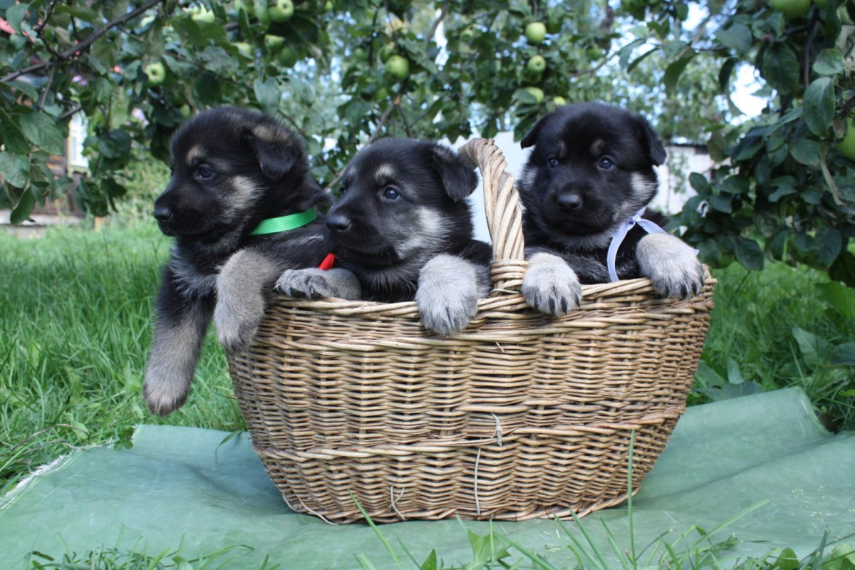 Восточноевропейская овчарка 1 месяц