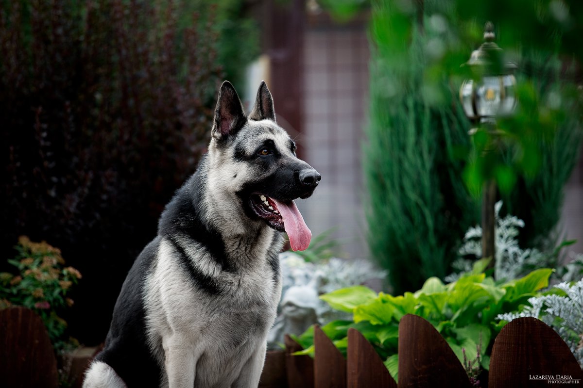 Сколько стоит щенок Восточно европейской овчарки в питомнике