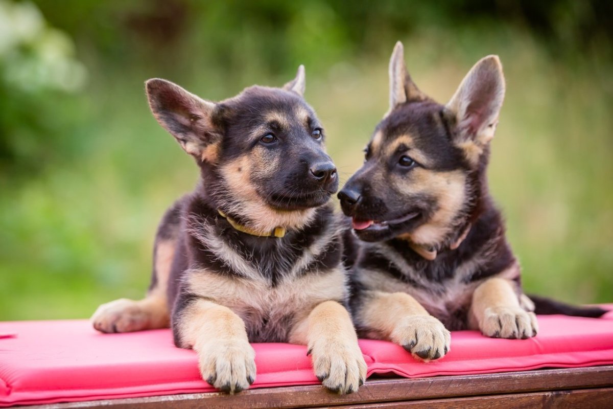Восточно-европейская овчарка кутята