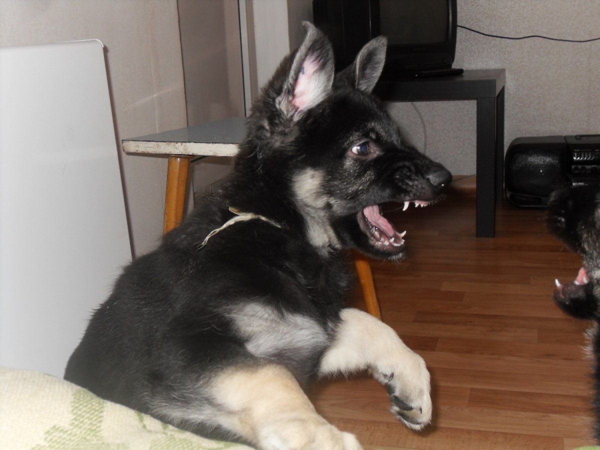 Восточно-европейская овчарка