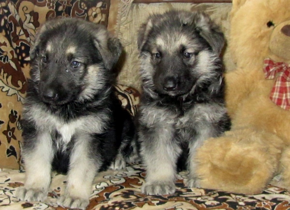 Восточно-европейская овчарка РКФ