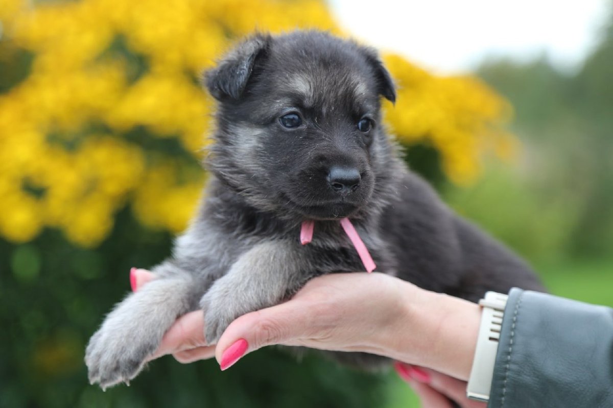 Щенки собака Восточно европейской овчарки