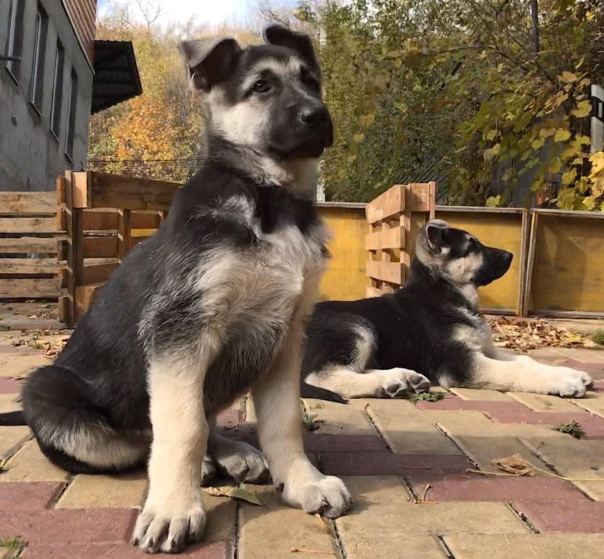 Щенок Восточно европейской овчарки 2 месяца фото с родословной