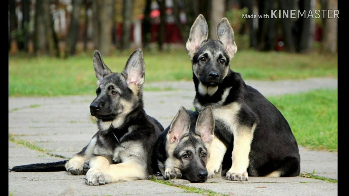 Восточно-европейская овчарка питомники