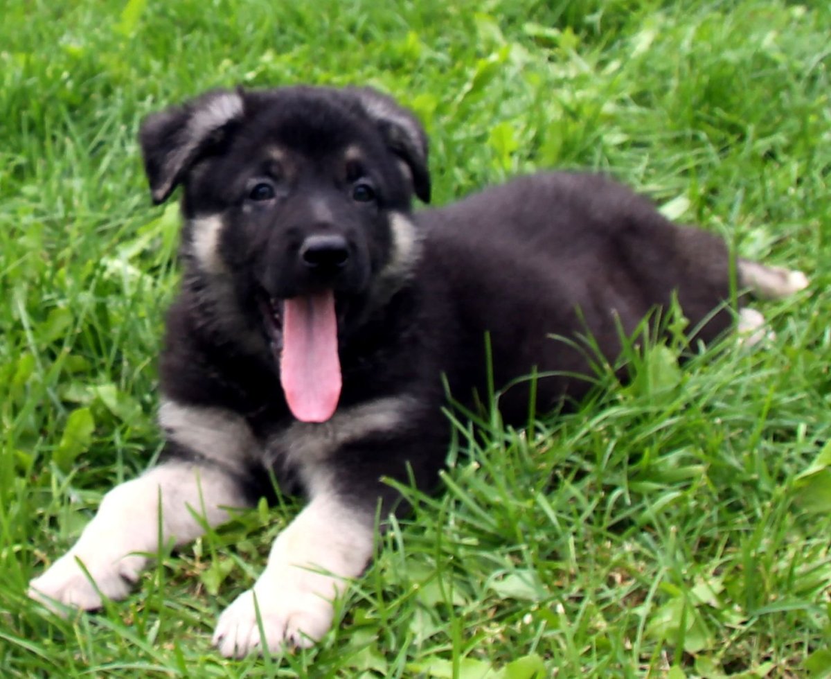 Европейская овчарка в Москве