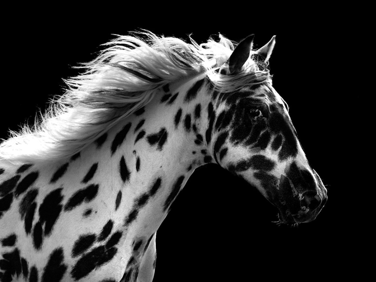 Чёрно белый конь