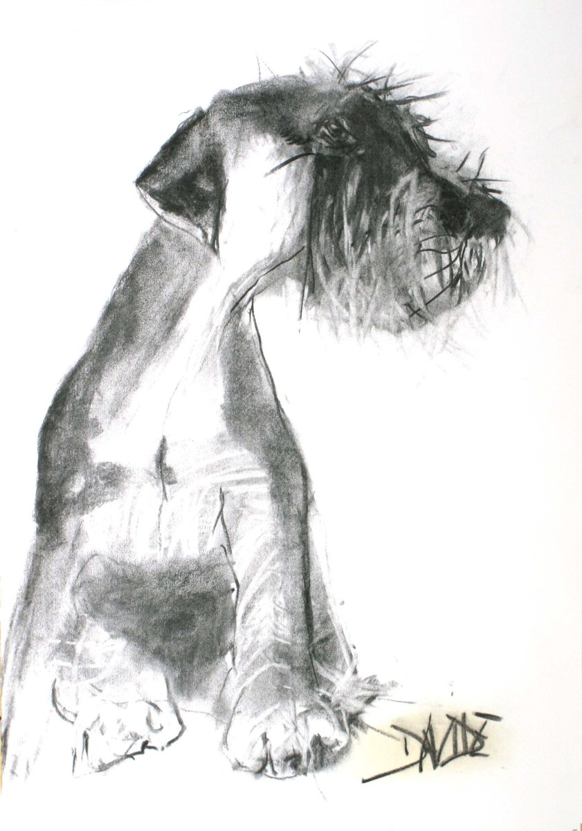 Зарисовка углем собака