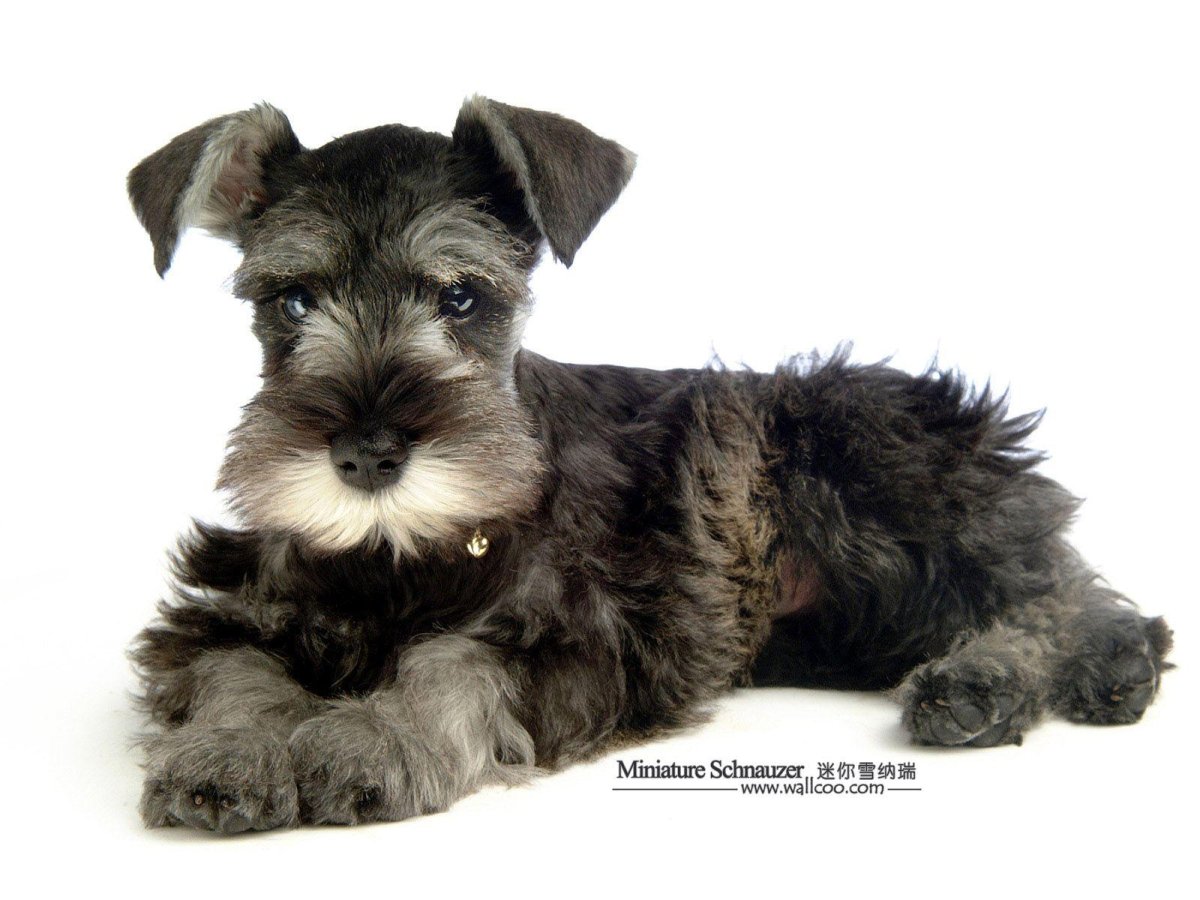 Шнауцер терьер пупиес пятнистый
