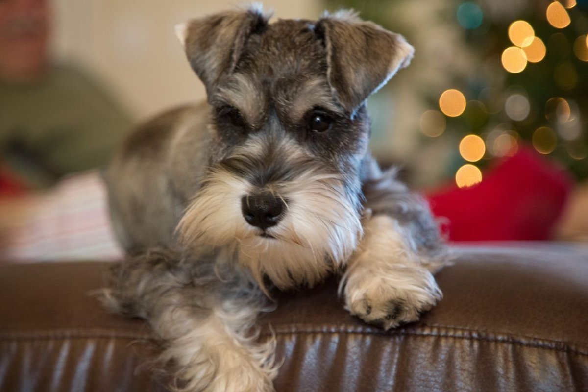 Бигль шнауцер