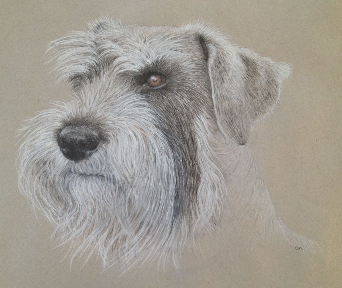 Вест шнауцер