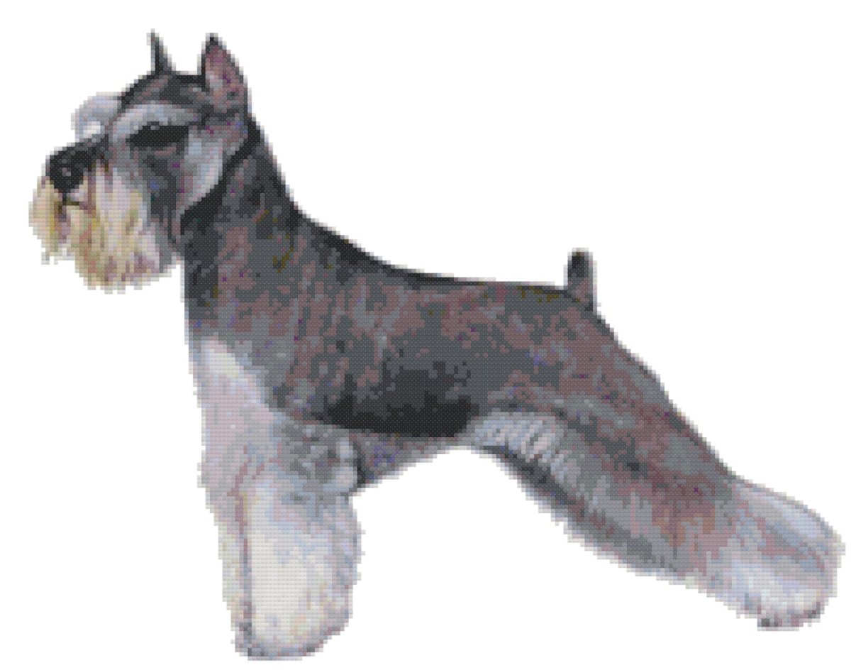 Сиде шнауцер