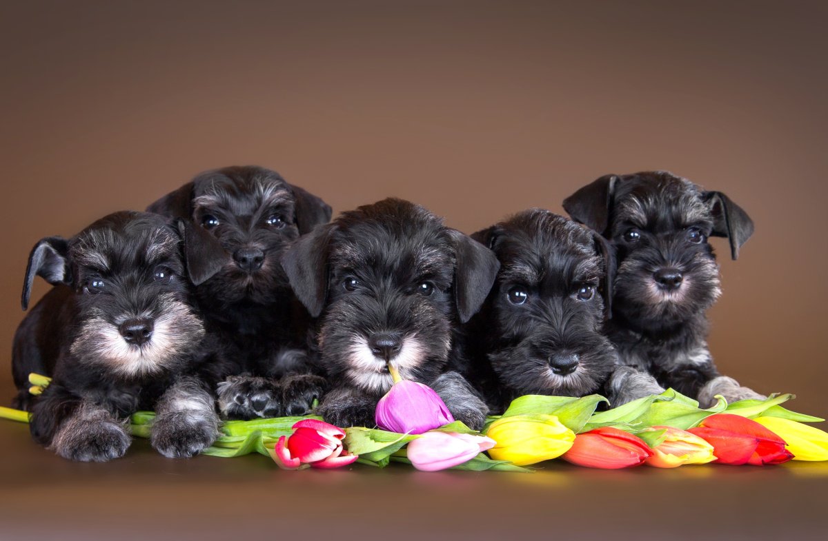 Цвергшнауцер щенки