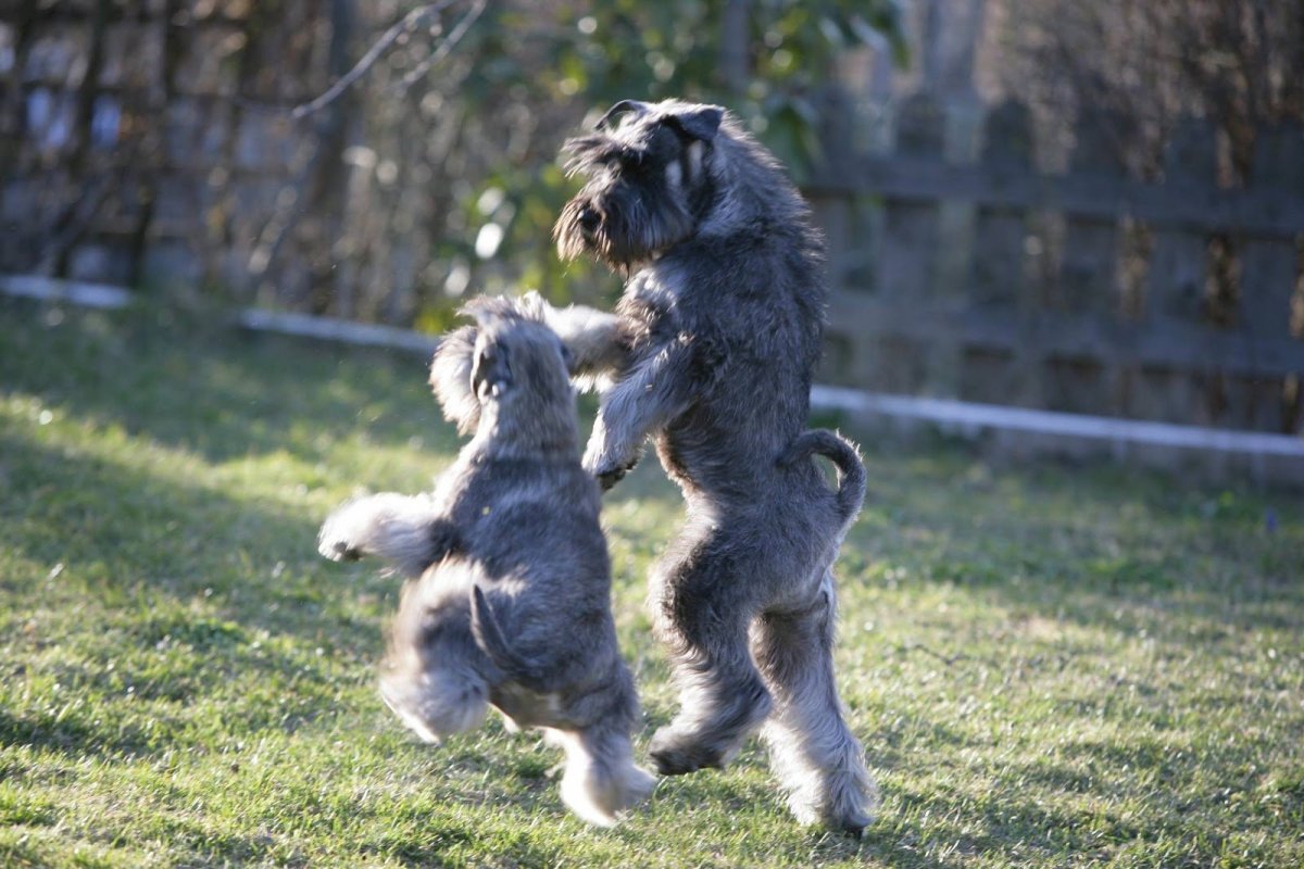 Ризеншнауцер Миттельшнауцер Цвергшнауцер