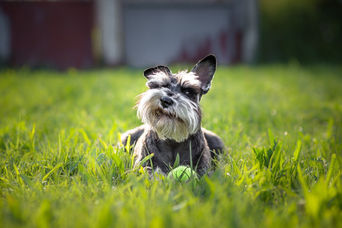 Цвергшнауцер / Miniature Schnauzer (183) м