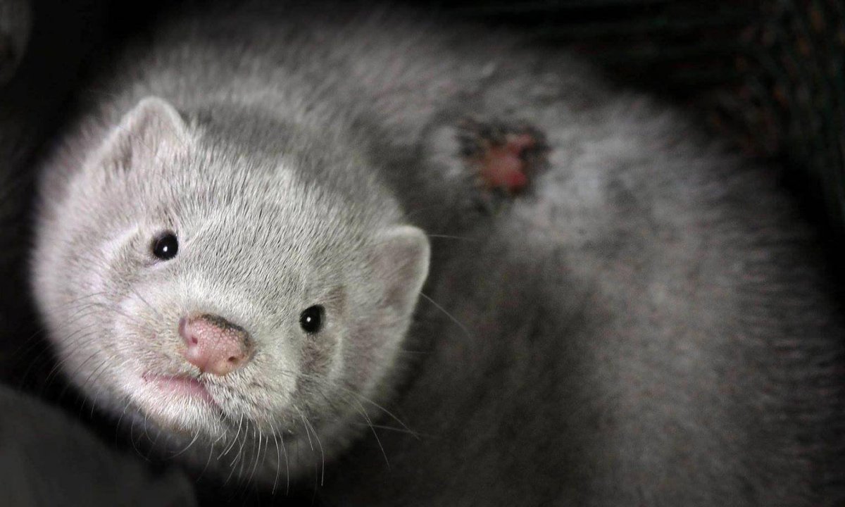 Европейская норка белая