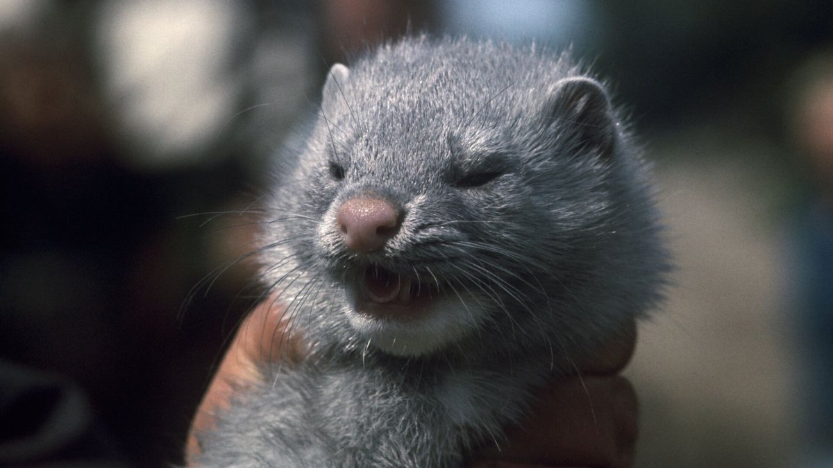 Голубая норка зверек