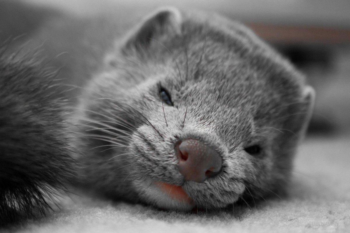 Эстетика брюнеток с хорьком