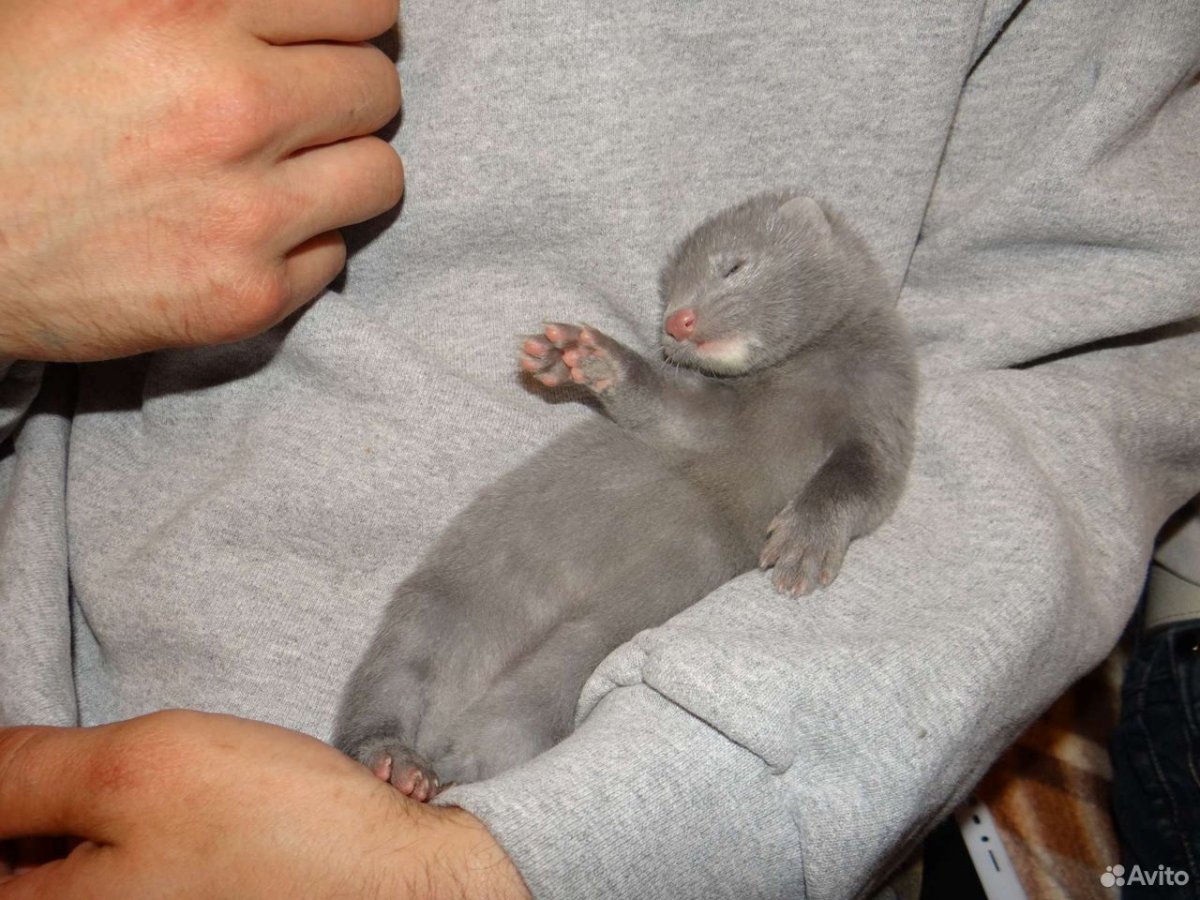 Американская голубая норка