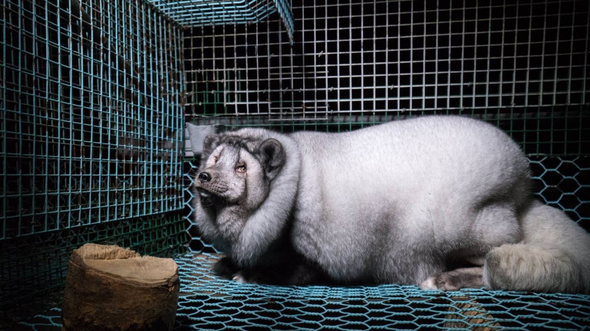 Голубая норка животное