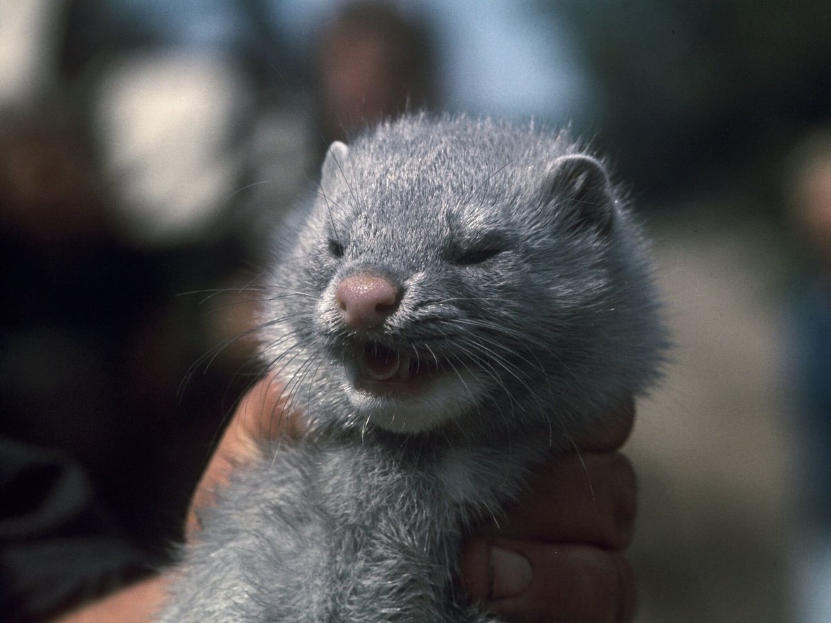 Серебристо-голубые норка Живая