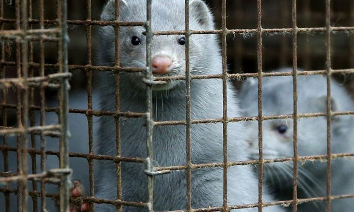 Клеточное Пушное Звероводство