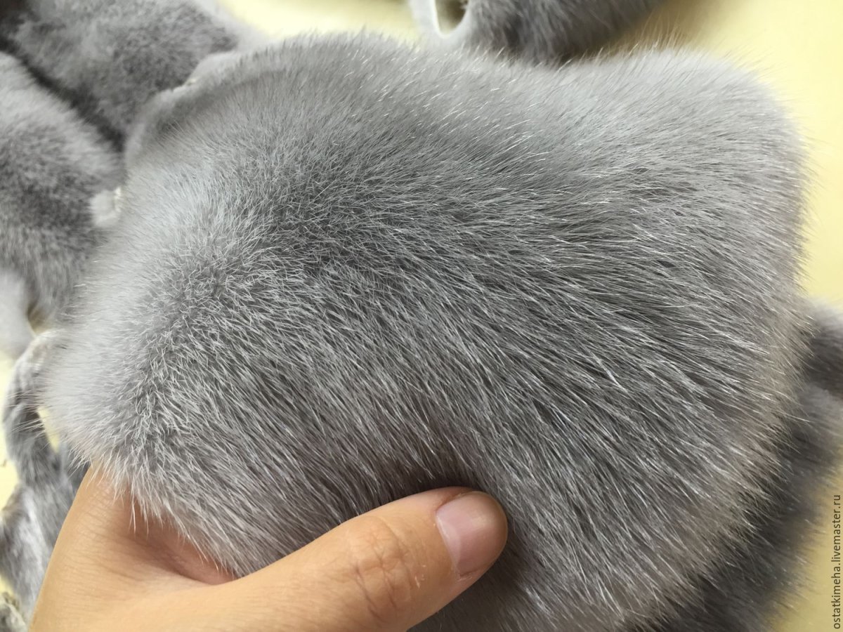 Канадская норка зверек