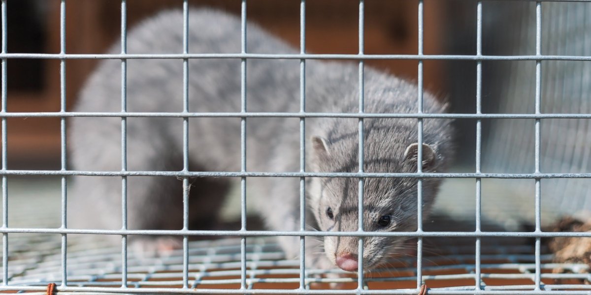 Звероферма норки