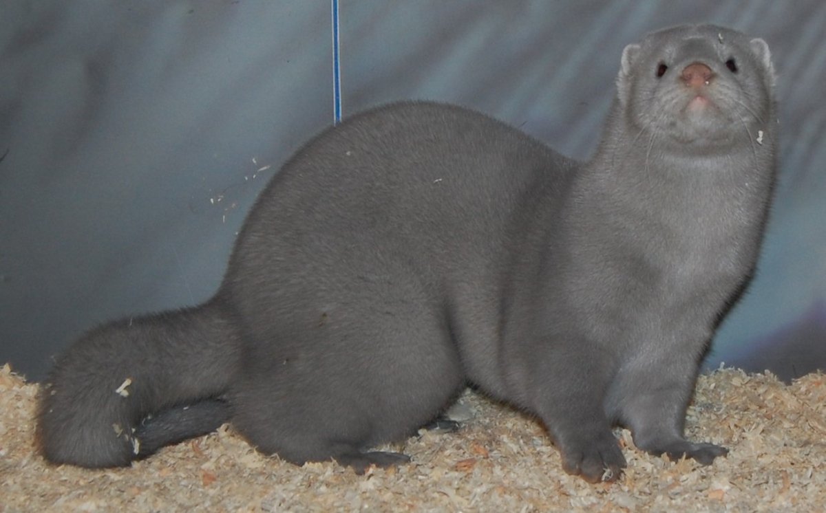 Звероферма норки в России