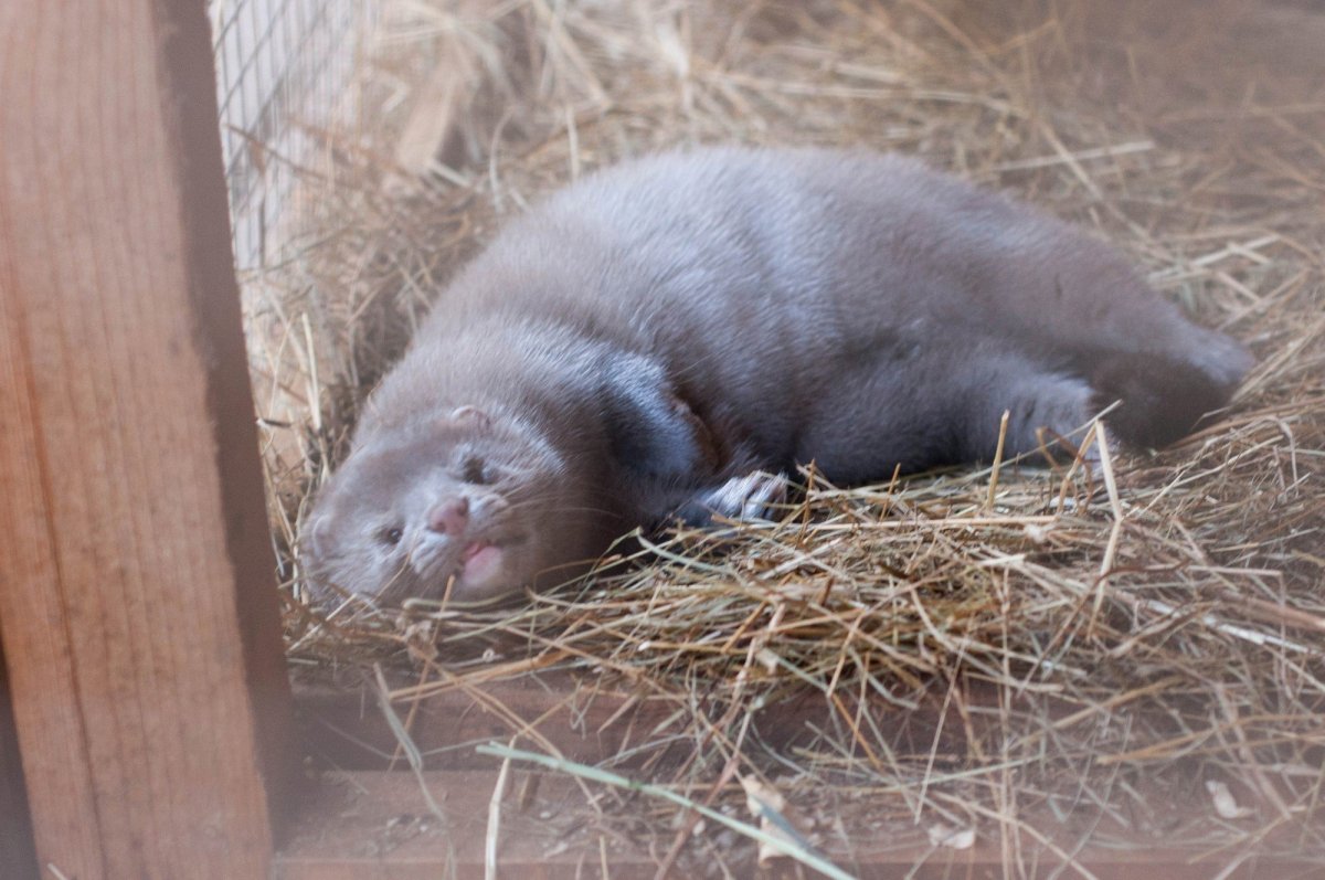 Норка сапфир зверёк