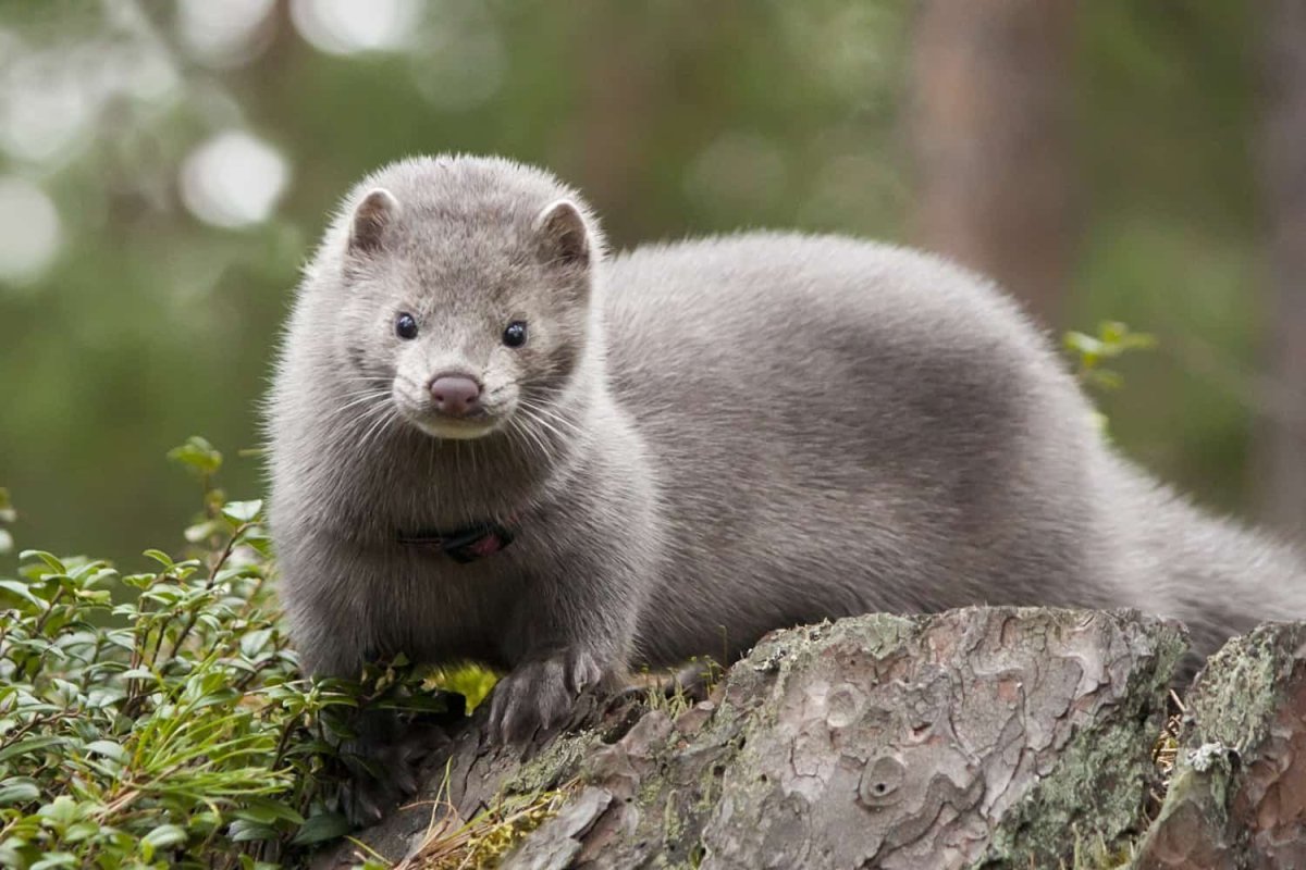 Звероферма шиншилловая ферма