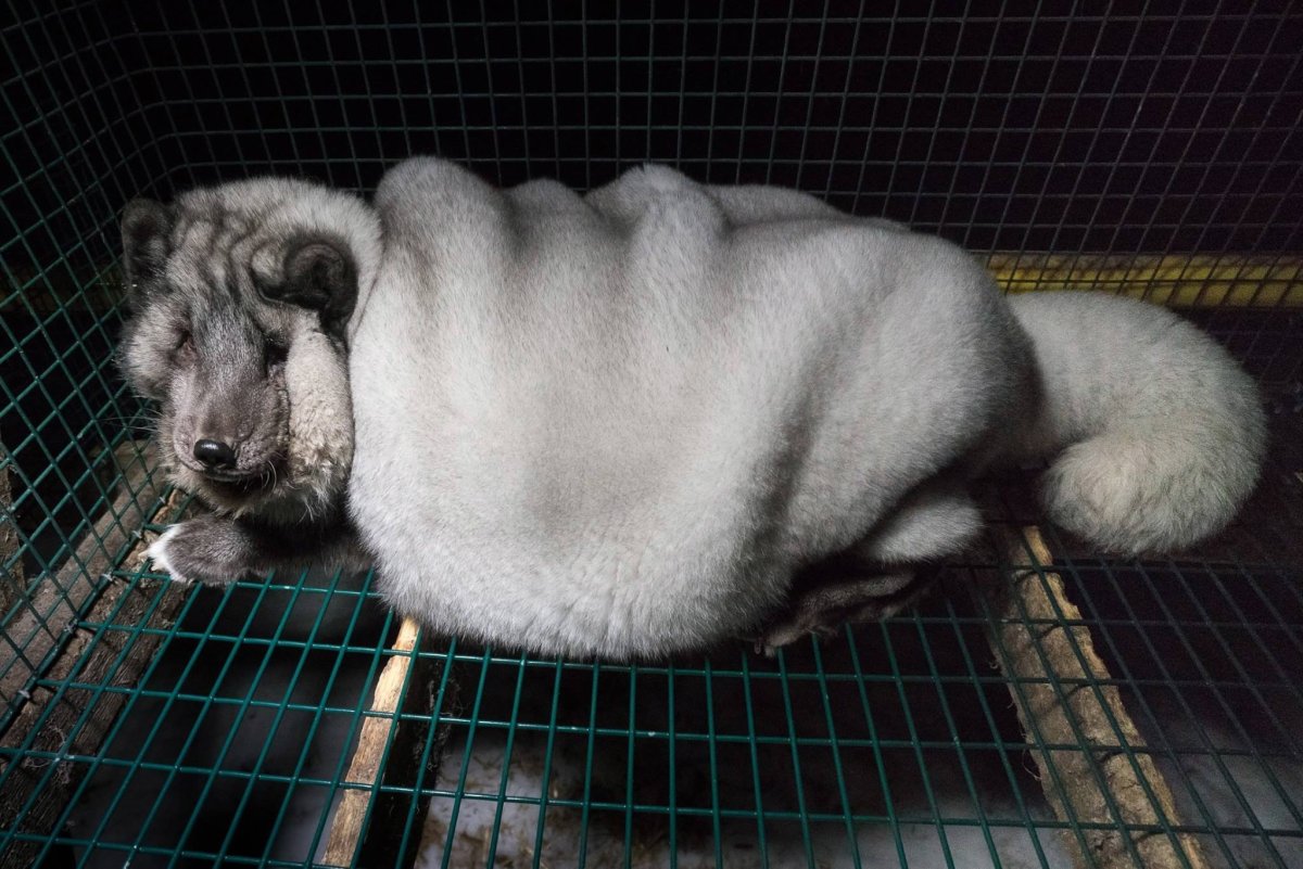 Алеутская голубая норка