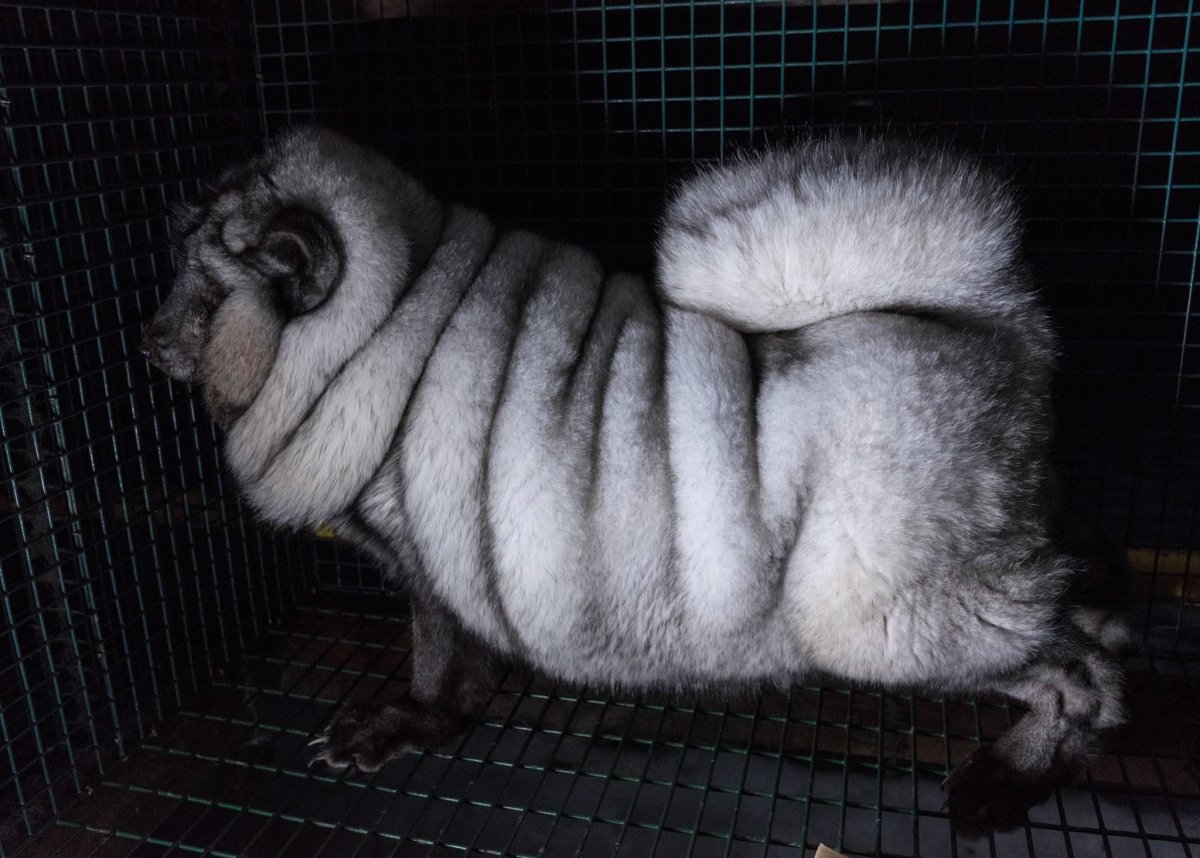 Голубая норка зверек