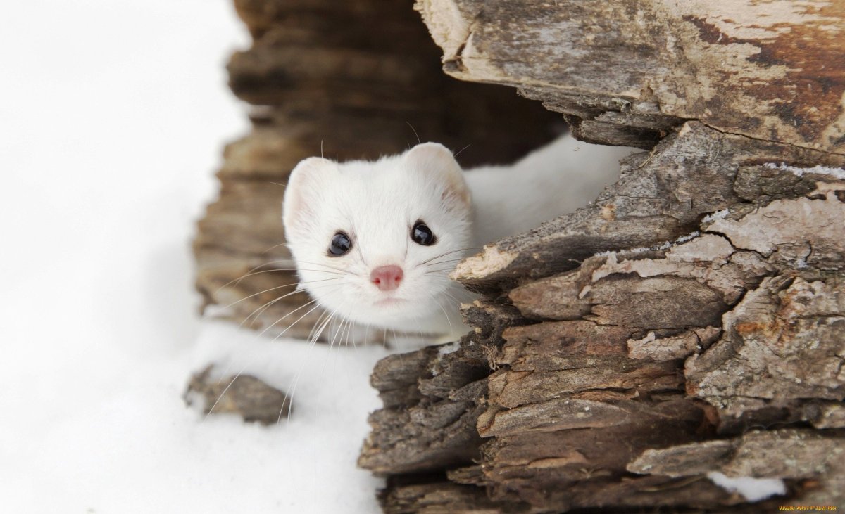 Зверохозяйство Можга