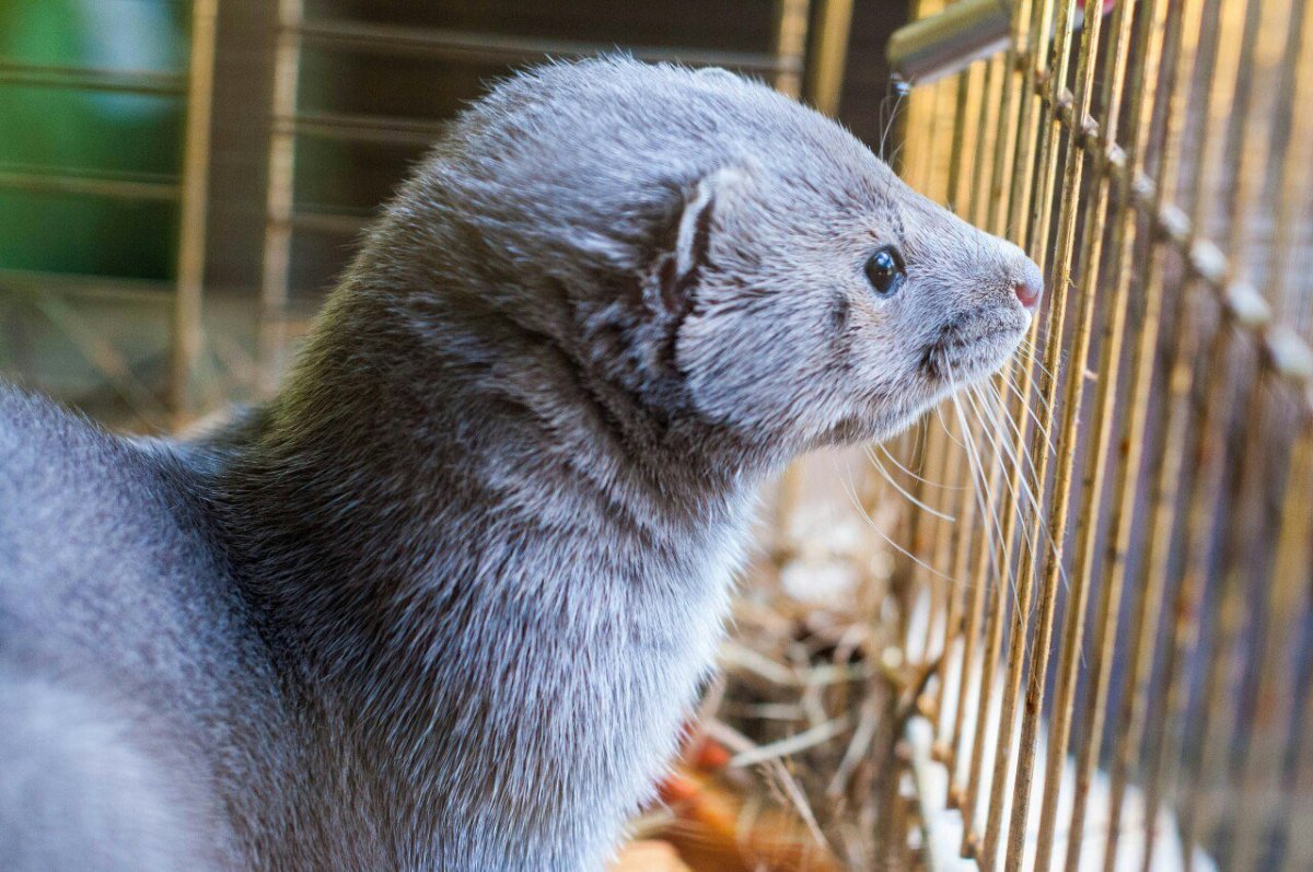 Голубая норка зверек