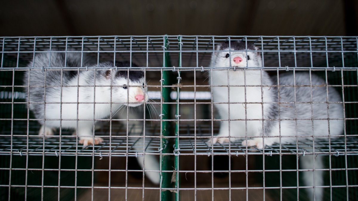 Американская голубая норка